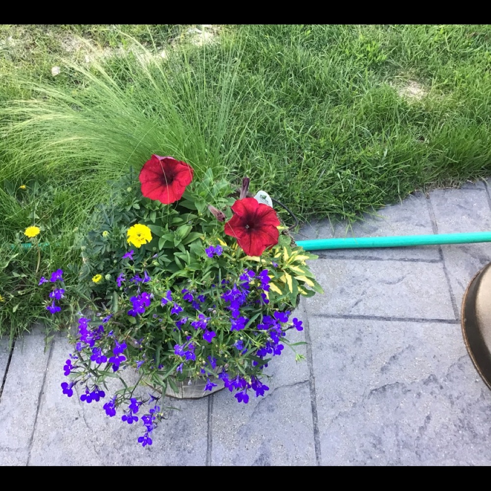 🍺 Handmade 6Pack Carrier 🍻 - Picture 8 of 17